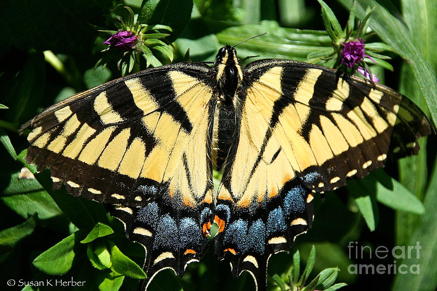 Tiger Swallowtail Photograph by Susan Herber