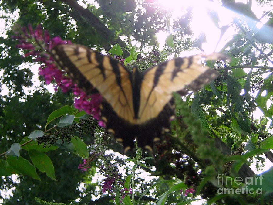 Tiger Swallowtail Photograph by Wendy Coulson