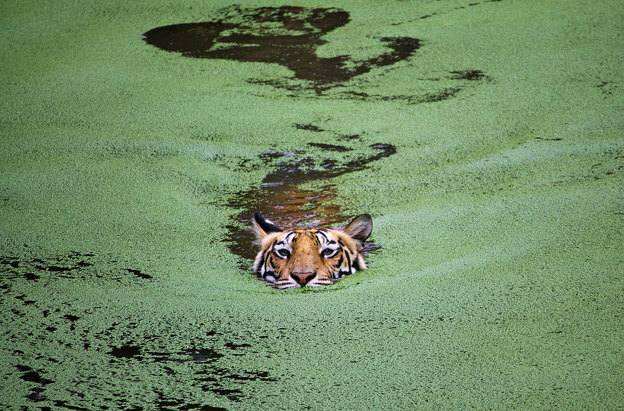 Tiger swimming in water with growing algae, Odisha, India Photograph by Manvendra Chauhan Tiger swimming in water with growing algae, Odisha, India Photograph by Manvendra Chauhan