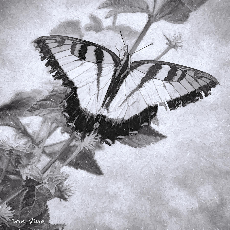 Tiger Swollowtail  bw Photograph by Don Vine