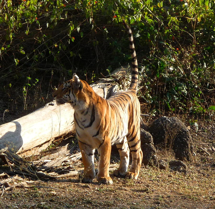 Tiger Tail Up Photograph By Rashid Hamza