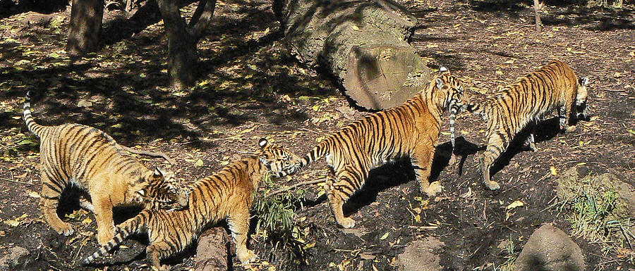 Tiger Tails Photograph by Margaret Saheed