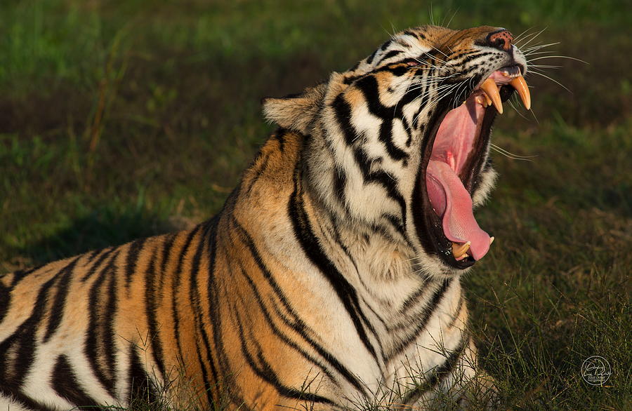 Tiger Teeth Photograph By Doug Larue