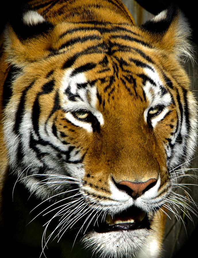 Tiger Tiger Burning Bright Photograph by Venetia Featherstone-Witty ...