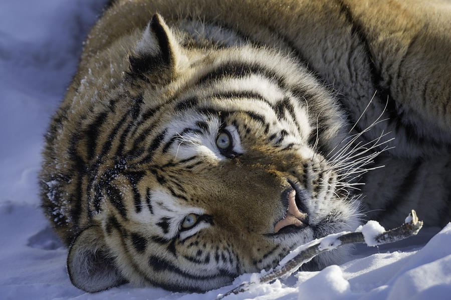 Winter Photograph - Tiger Tiger by Cheryl Schneider