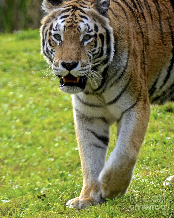 Tiger Tiger Photograph by Carol  Bradley