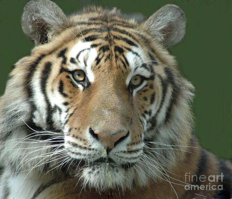 Wildlife Photograph - Tiger Tiger by Kathleen Struckle