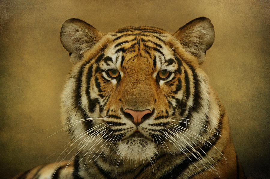 Tiger Tiger Photograph by Sandy Keeton