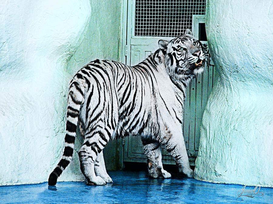 Tiger Tiger White Digital Art by Janice OConnor