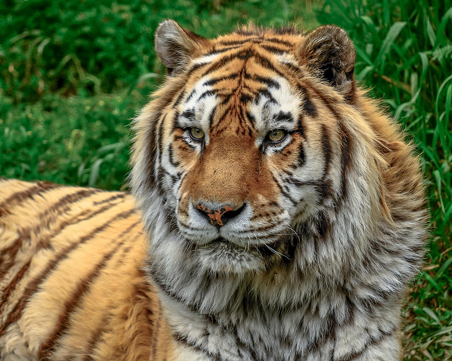 Tiger Tiger Photograph by Yeates Photography