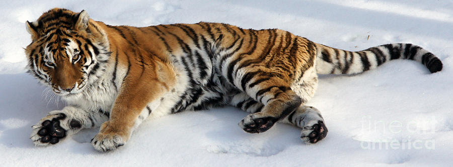 Tiger  Photograph by Tina Hailey