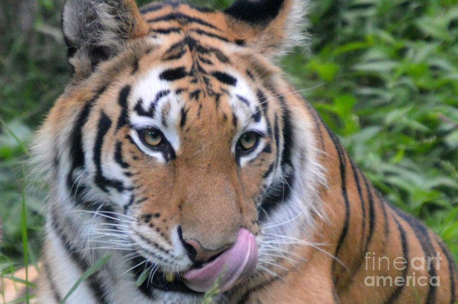 Tiger Tongue Photograph by Lynellen Nielsen