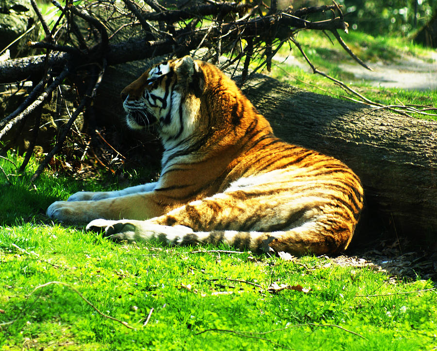 Tiger Photograph - Tiger Too by M Three Photos