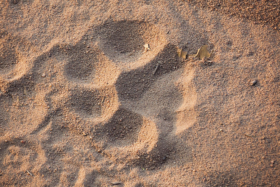 Tiger Track, Bandhavgarh National Park Photograph by Art Wolfe - Fine ...