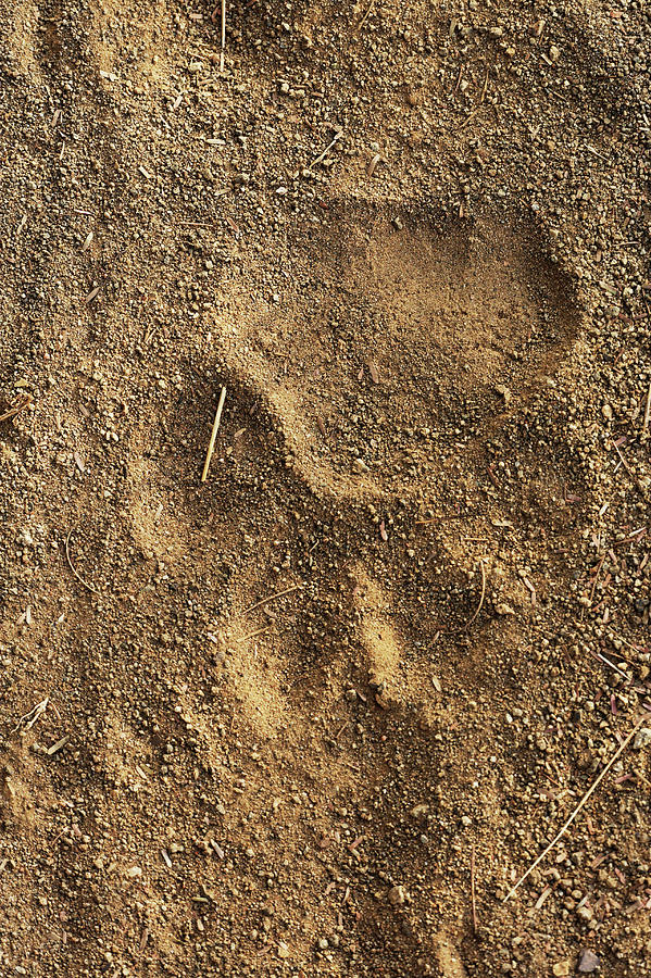 Tiger Tracks In Sand, Ranthambore Photograph by Adam Jones | Fine Art ...