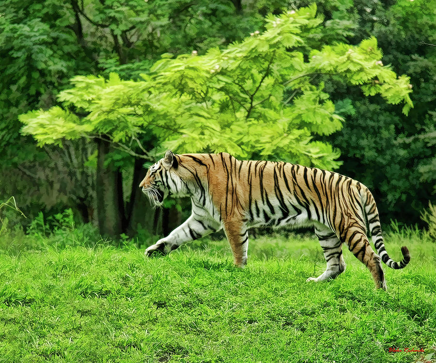 Tiger Tree Photograph by Blake Richards