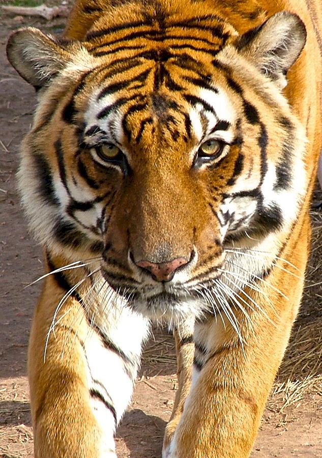Tiger King Photograph by John Rohloff
