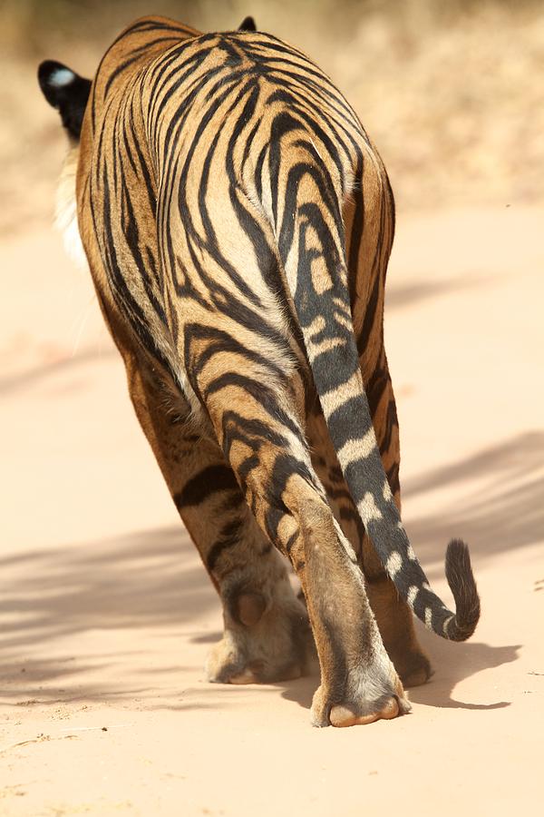 Tiger Walking Photograph by David Beebe
