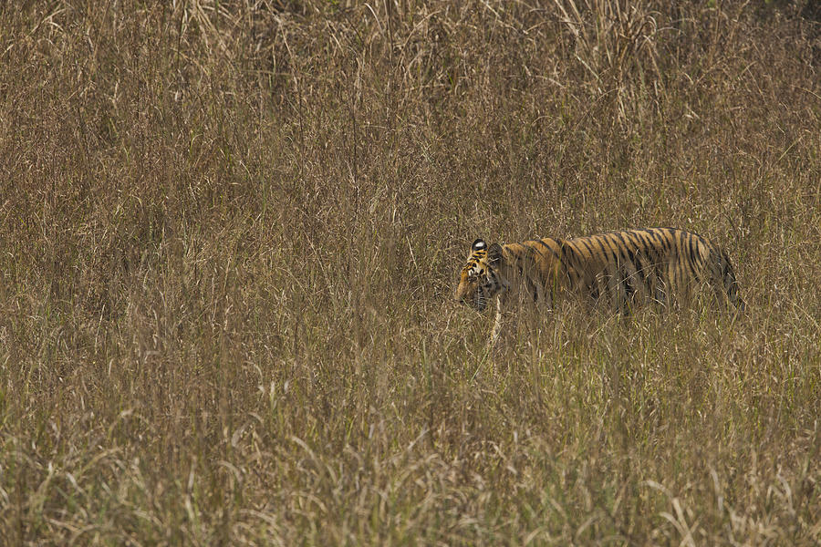 Tiger Walking In Grass by Doug Cheeseman