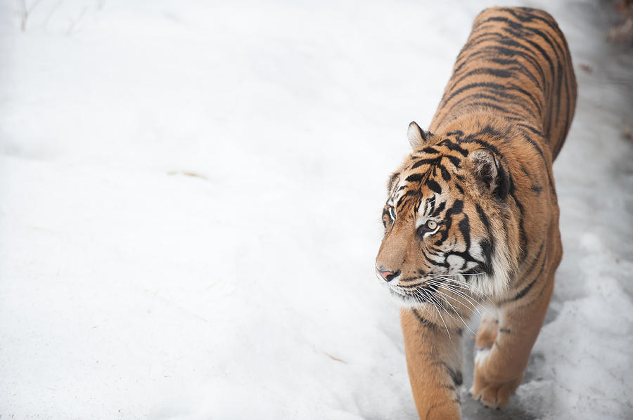 Wildlife Photograph - Tiger walking in snow by Roarshack Photography
