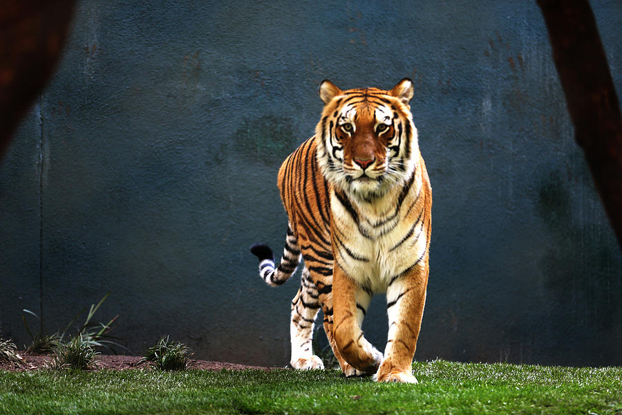 Tiger Walking Photograph by Kim French