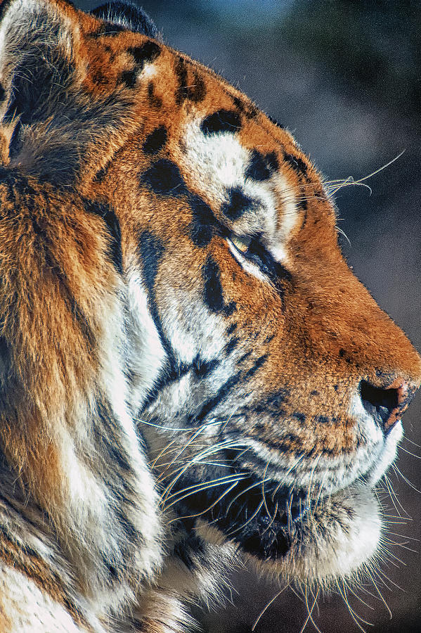 Tiger Watch Photograph by Chris Boulton