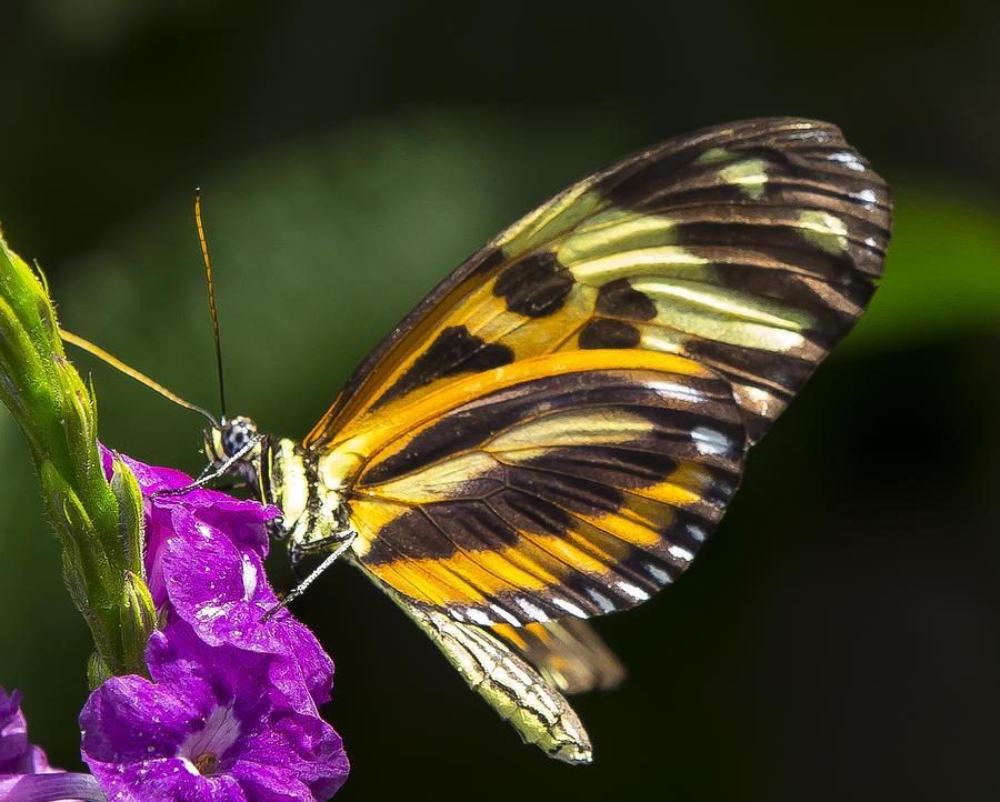 Tiger Wing Butterfly Photograph by Sean Allen