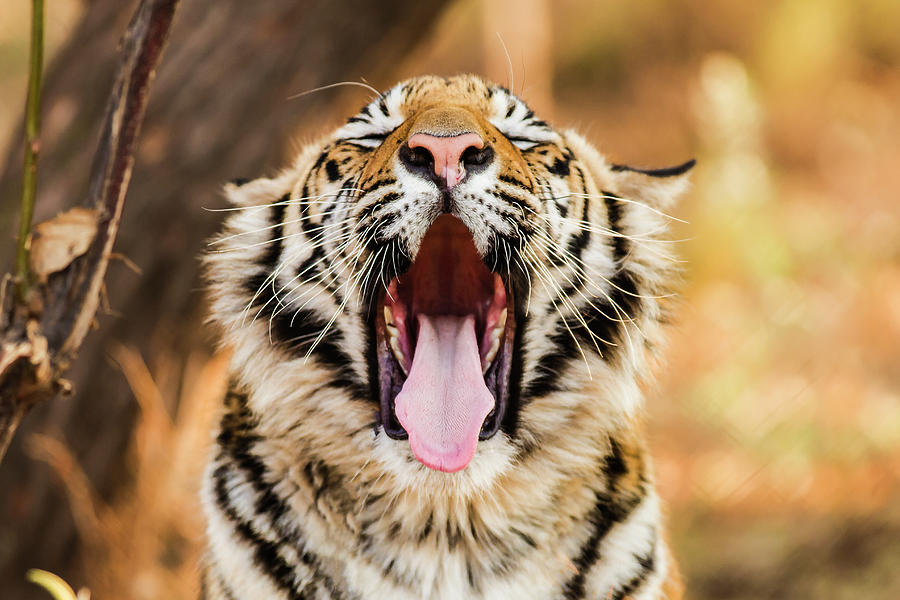 Tiger Yawn Photograph by John Mckeen