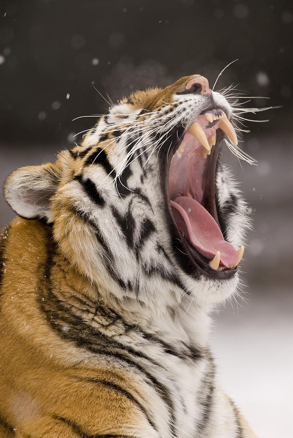 Tiger Yawning In Snowfall Photograph by Steve Gettle