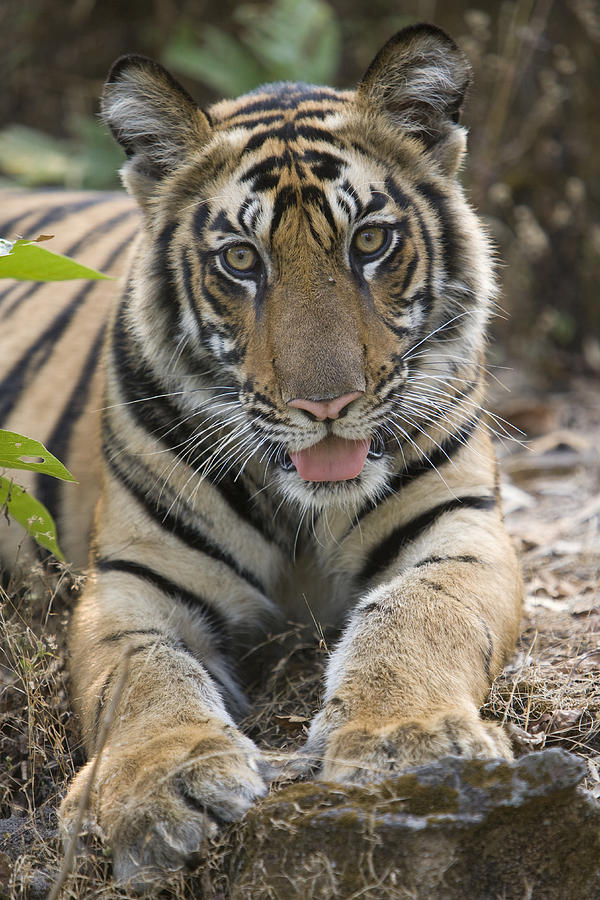 Tiger Young Male Bandhavgarh India Photograph by Elliott Neep