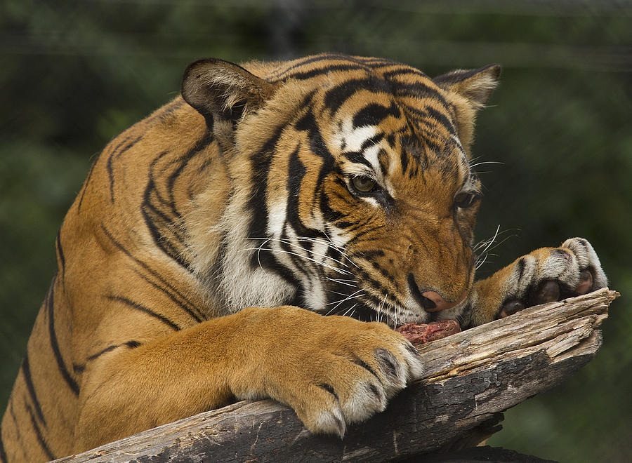 Tiger Photograph - Tiger3 by Marty Maynard