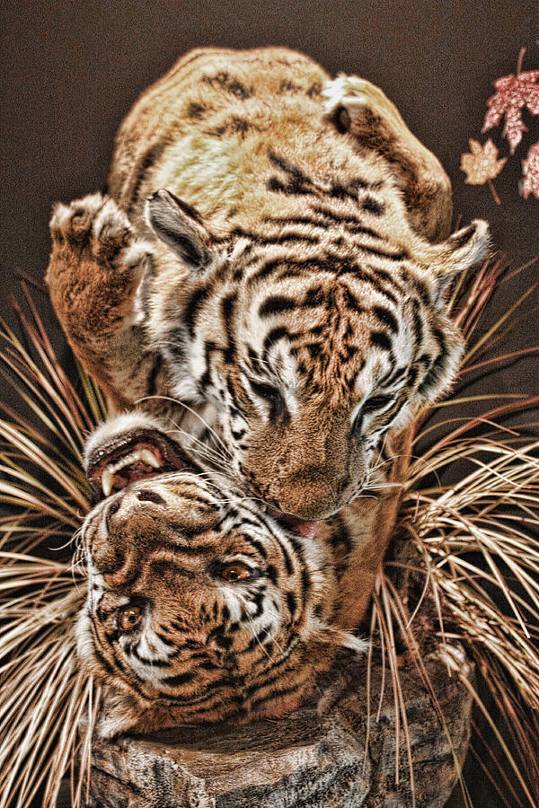 Animal Photograph - Tigers by Angel Jesus De la Fuente