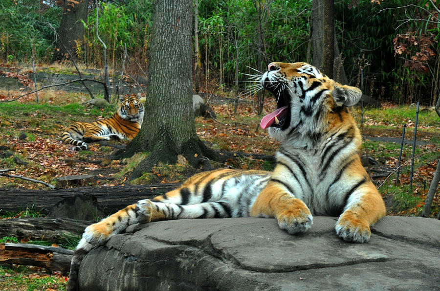 Tigers Photograph by Diane Lent