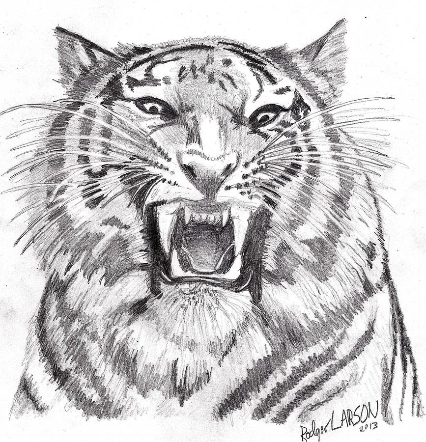 Tigers Growl Drawing