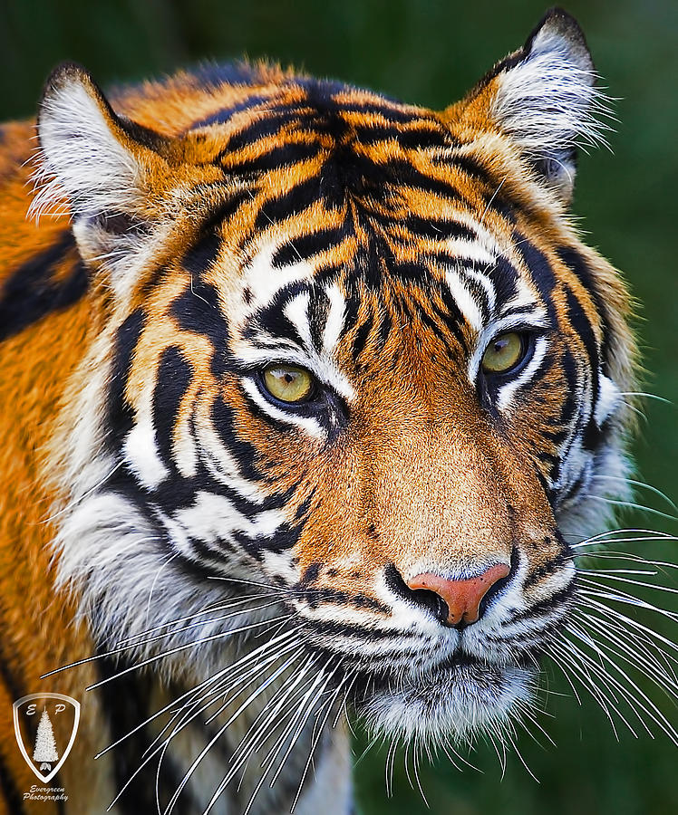  Tigers  Head  Photograph by Evergreen Photography