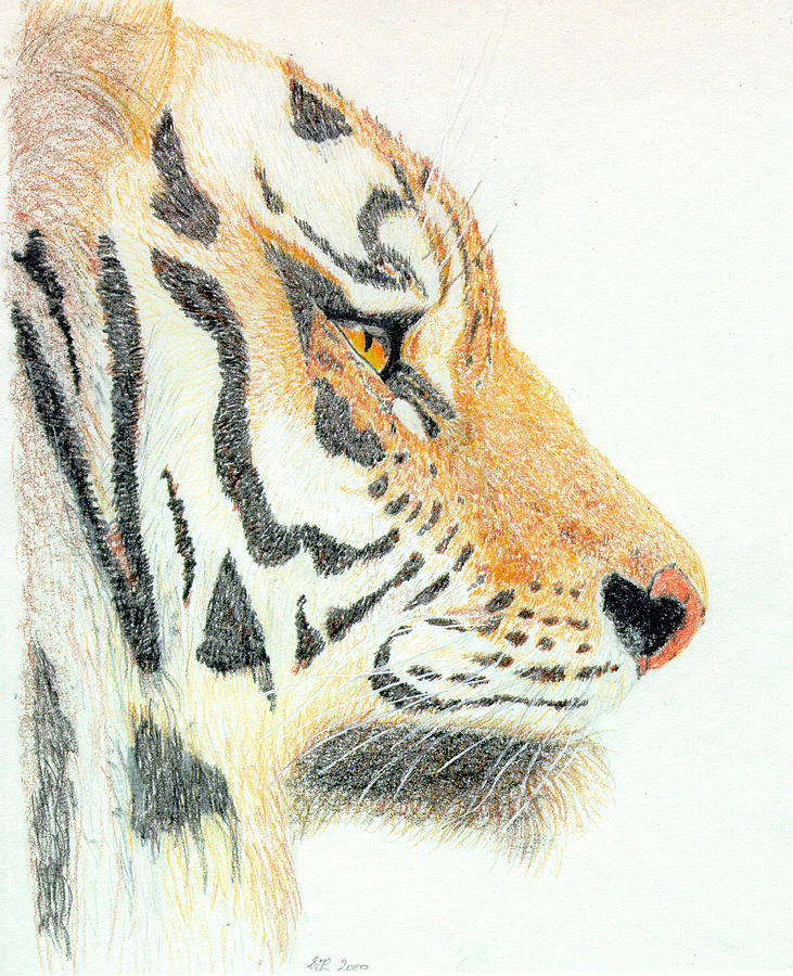 Tigers Head Drawing by Stephanie Grant