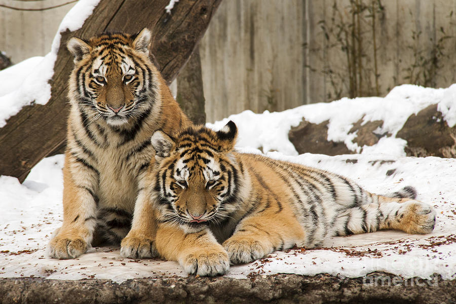 Tigers in the snow Photograph by Inge Riis McDonald