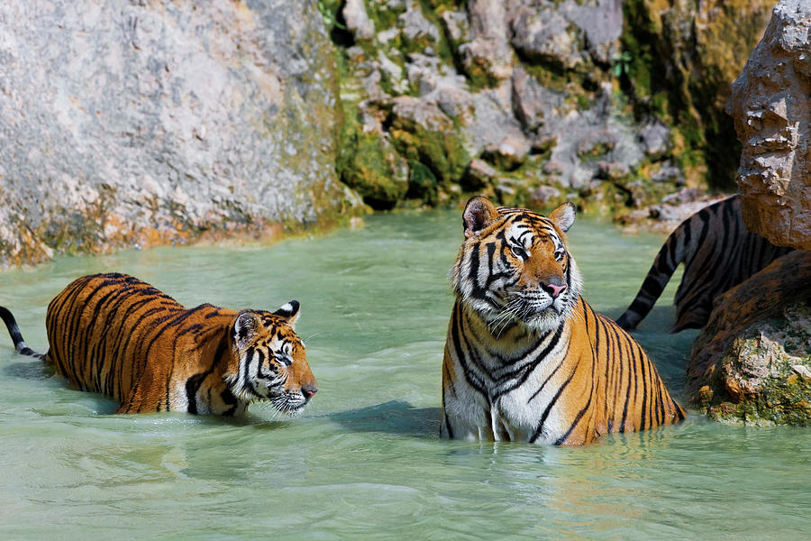 Indochinese tigers