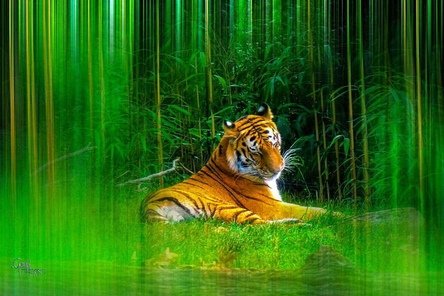 Tigers Misty Lair Photograph by Glenn Feron