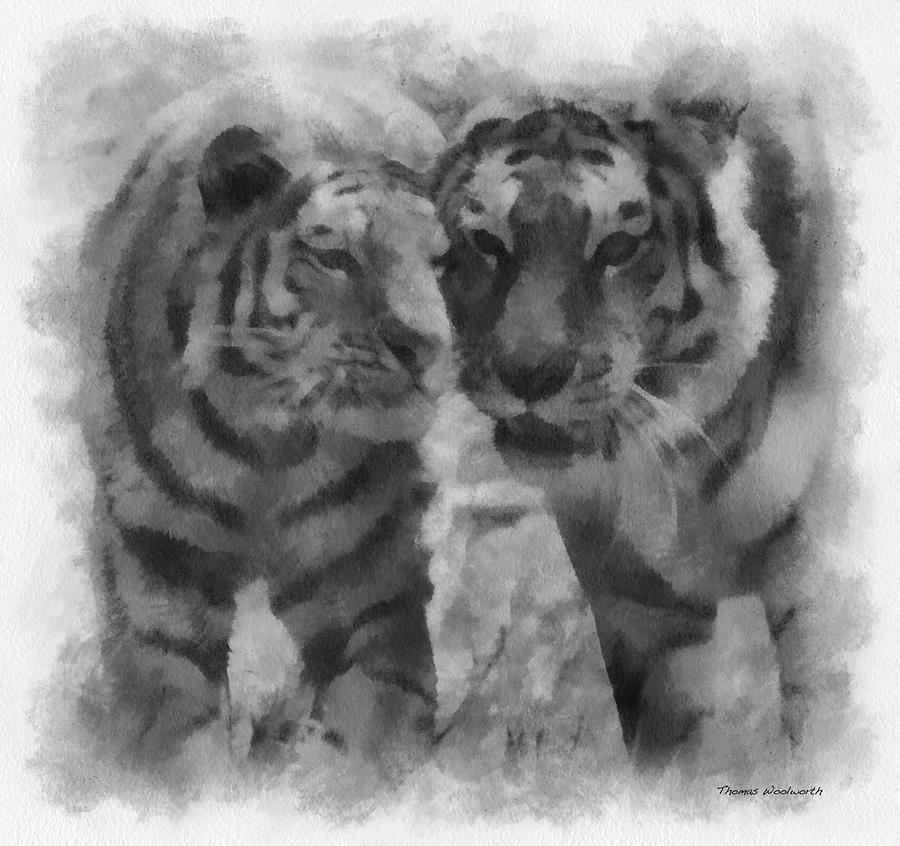 Wildlife Photograph - Tigers Photo Art 01 by Thomas Woolworth