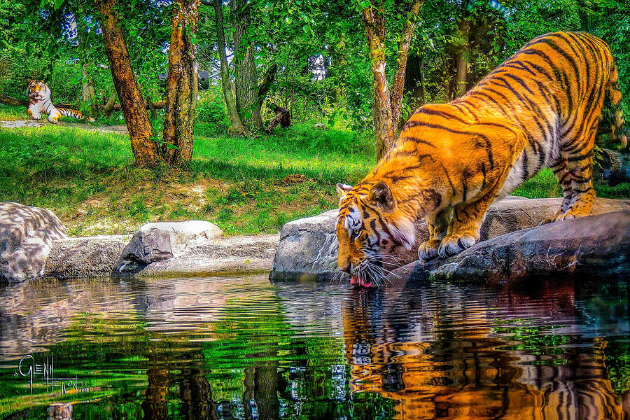 Tigers Pond Photograph by Glenn Feron