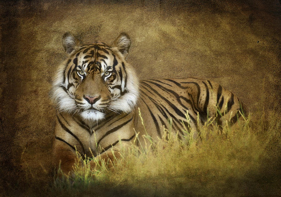 Wildlife Photograph - Tigers Tale  by Saija Lehtonen