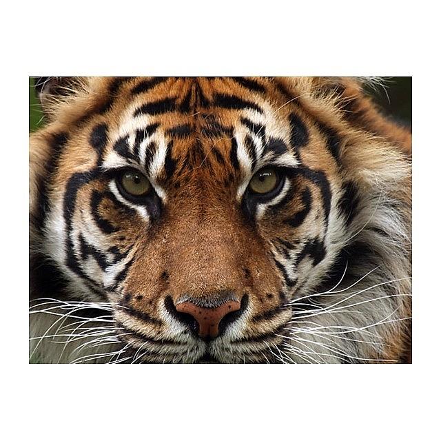 Tiger Photograph - Tigers. They Are My Favorite Wild by Amber Theriault