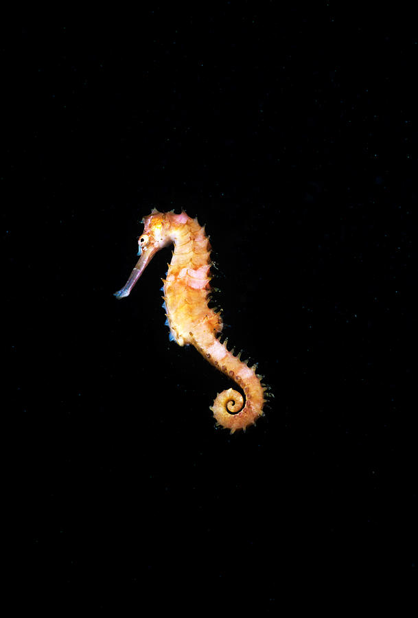 Tigertail Seahorse Photograph by Jeff Rotman