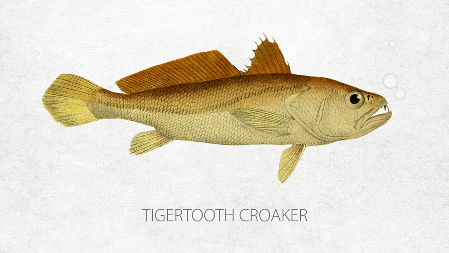 Tigertooth Croaker Digital Art
