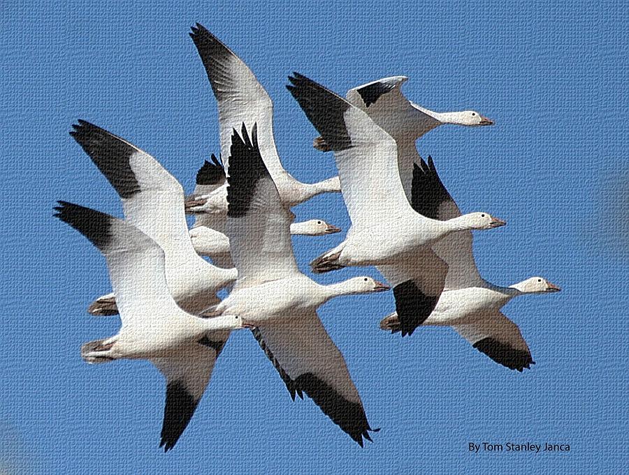 Tight Formation Snow Geese Photograph by Tom Janca