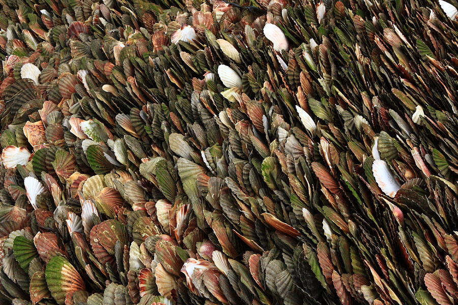 Tightly Packed Seashells Photograph by Aidan Moran