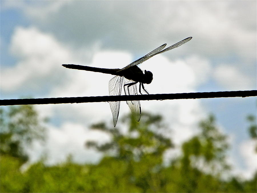 Tightrope Walker by Phyllis Dunn Tightrope Walker by Phyllis Dunn