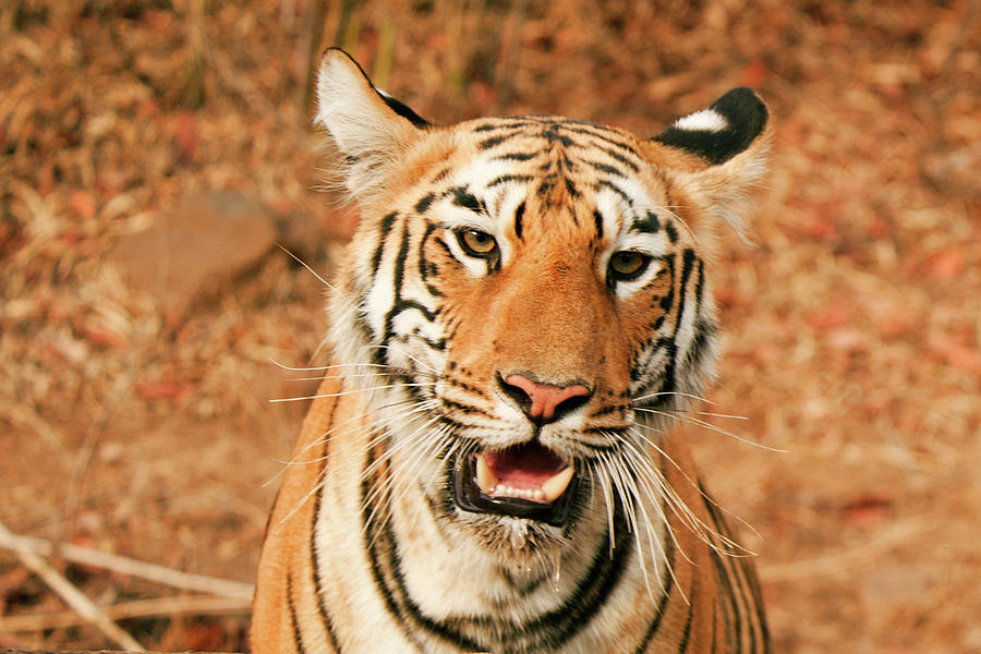 Tigress Photograph by Ajay K Shah