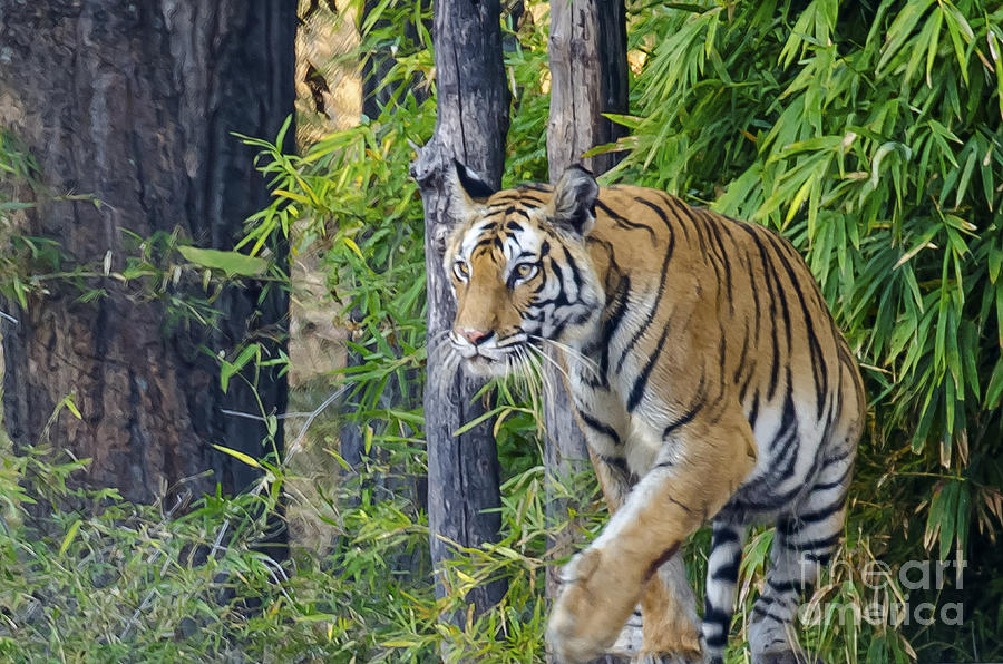 Tiger International Day Photograph by Pravine Chester